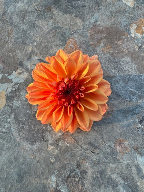 Ferncliff Copper