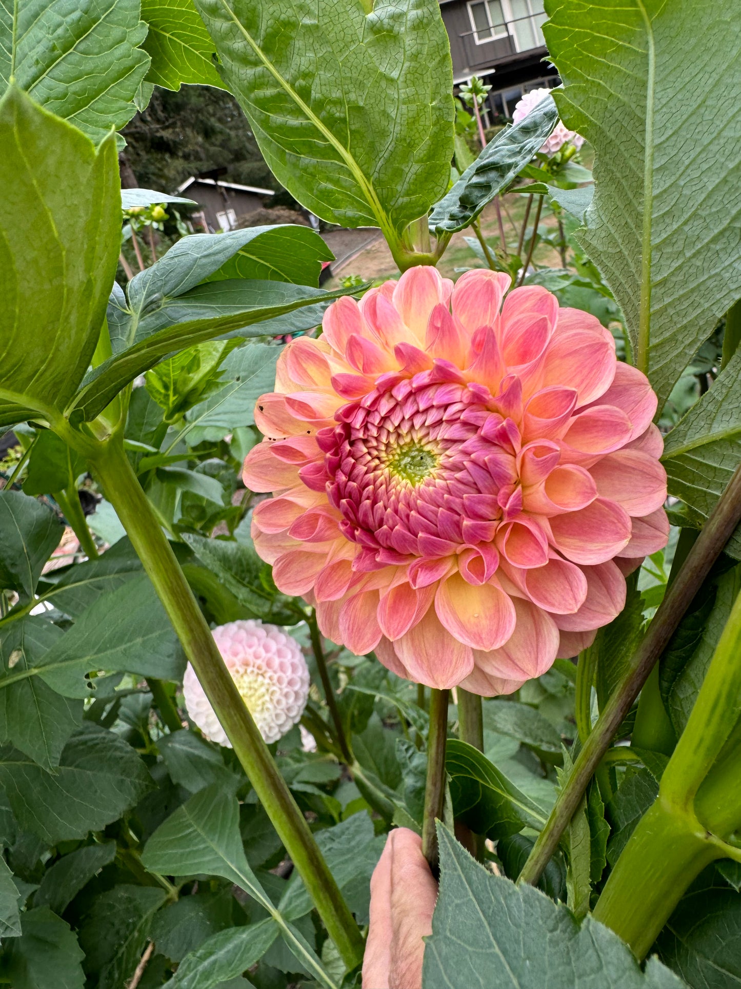 Clearview Peachy