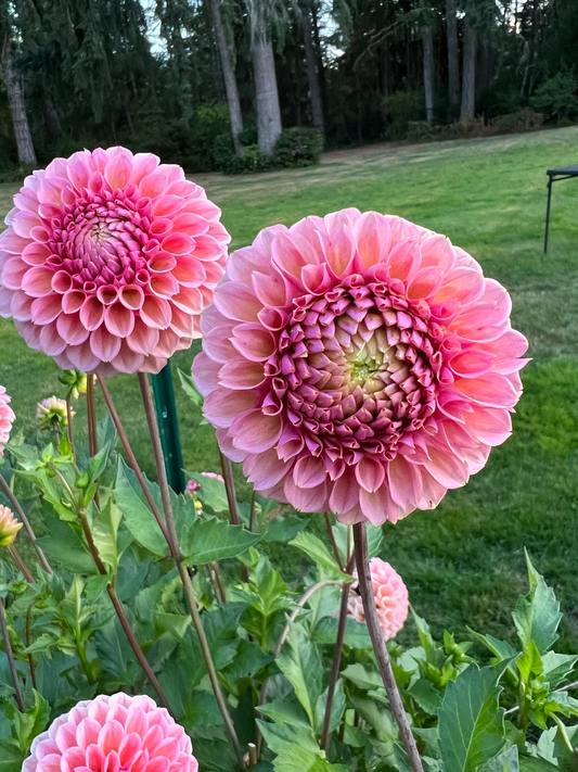 Bracken Rose (US)