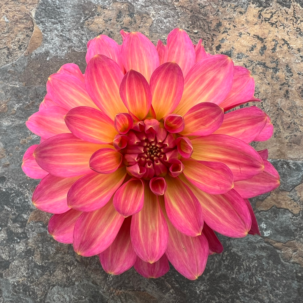 Excentric – Olympic View Dahlias