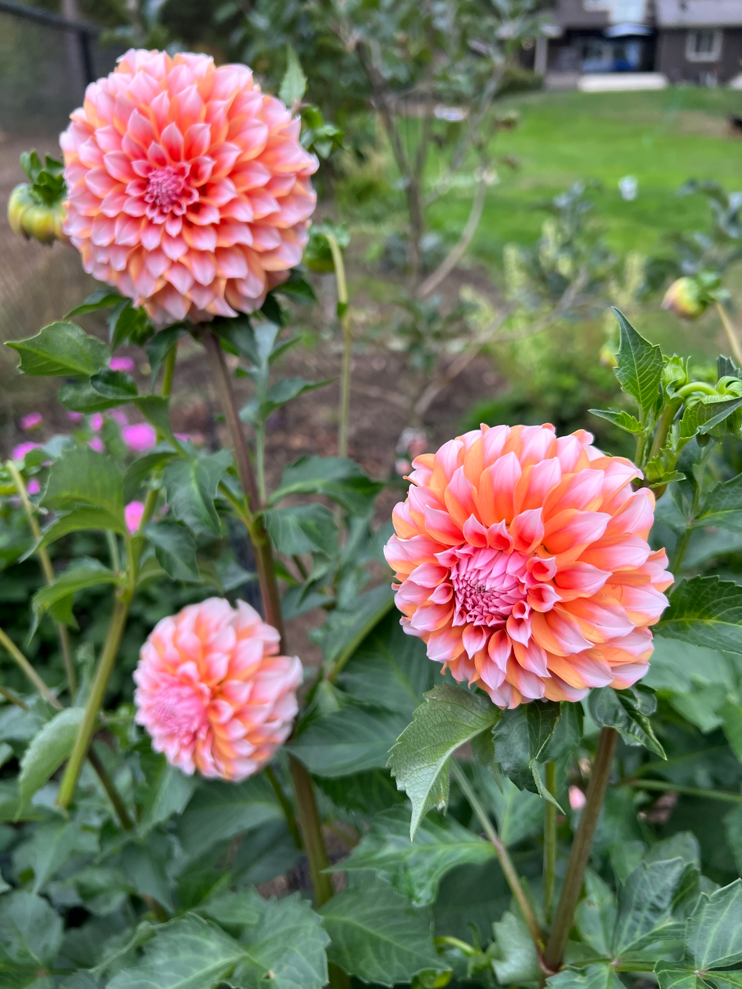 Peaches n Cream